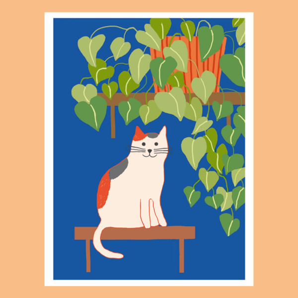 1. Chat gris-roux